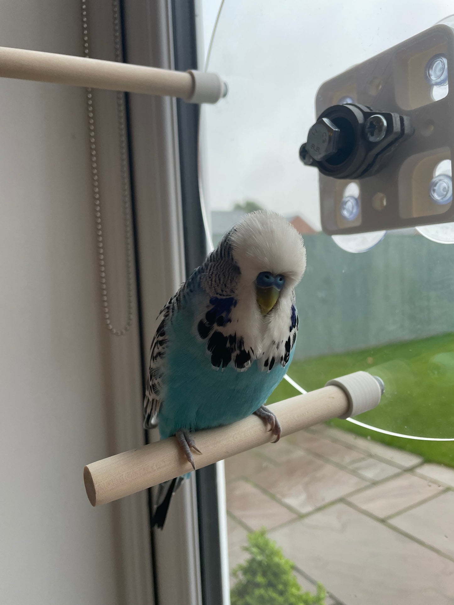 Bird Perch Wheel, Rotating Bird Perch Wheel, Two sizes, (For Small - Medium Birds) NOT LARGE BIRDS.