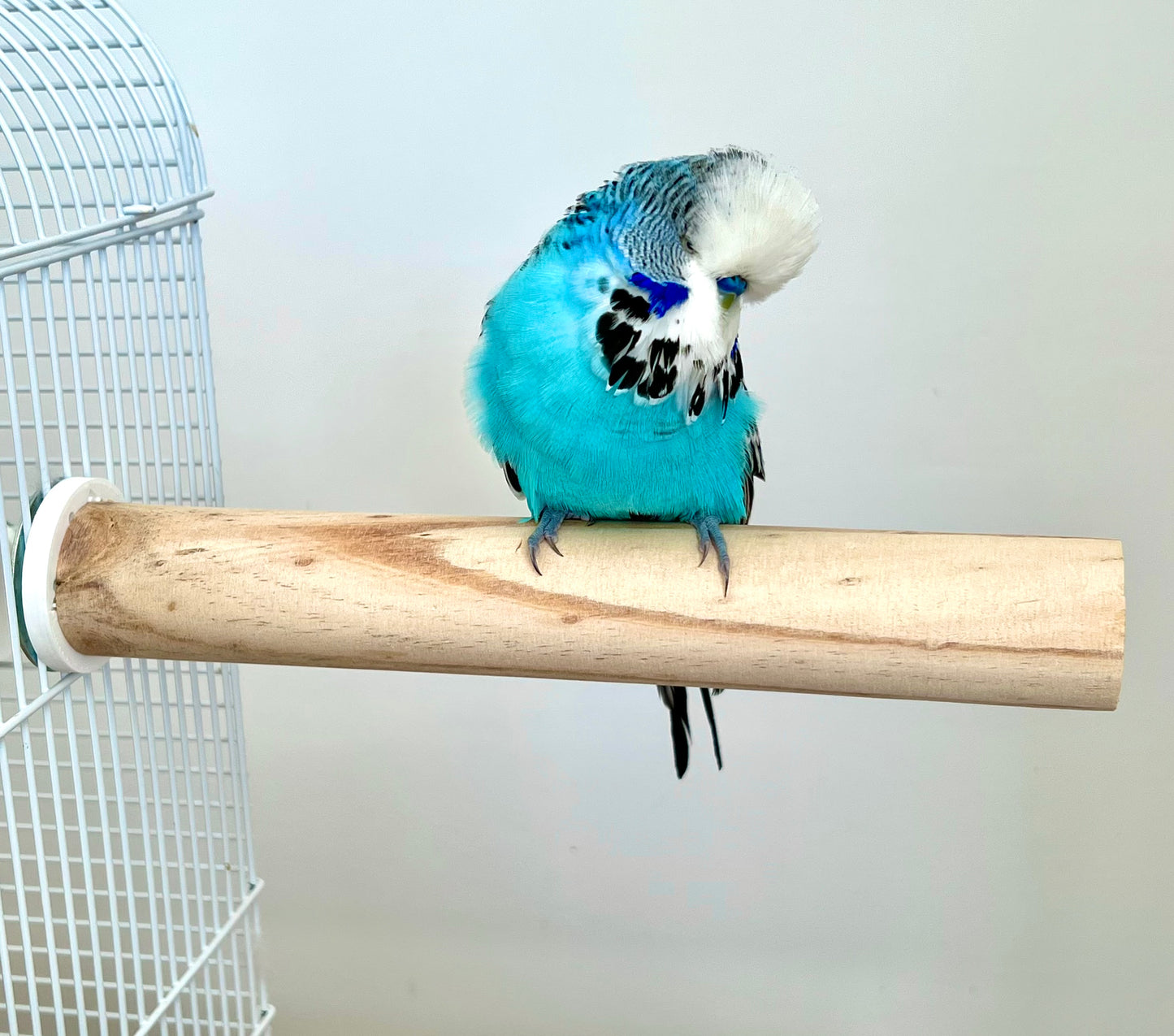Large Natural Wood Bird Cage Perch For Parrots, Cockatoo, Etc, Untreated Birch Wood, Wooden Bird Cage Stand