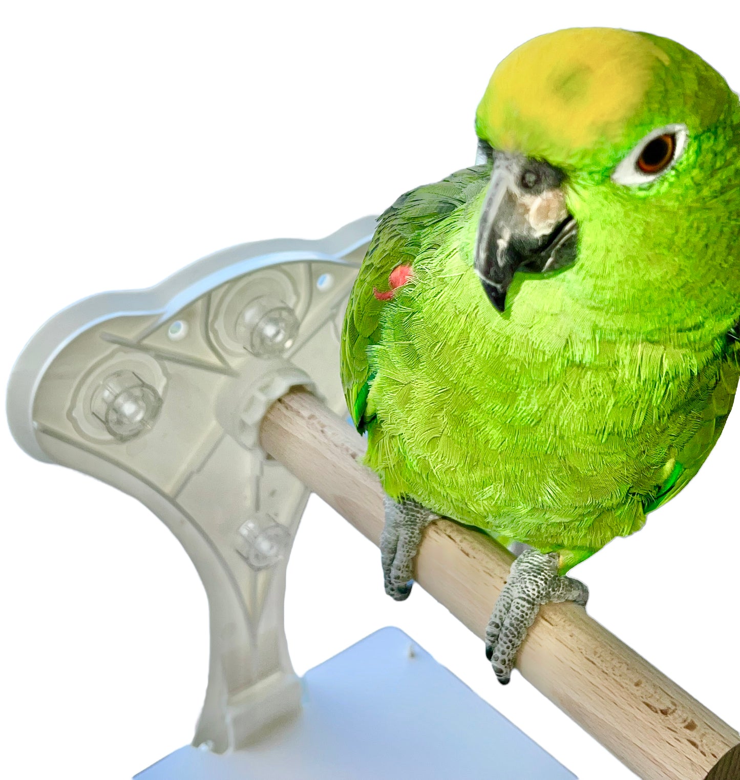 Large Window Bird Perch With Droppings Tray, For Medium To Large Birds, Bird Shower Perch, Portable Suction Cup Bird Perch.